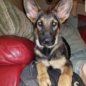 Meet your Posher, Melody